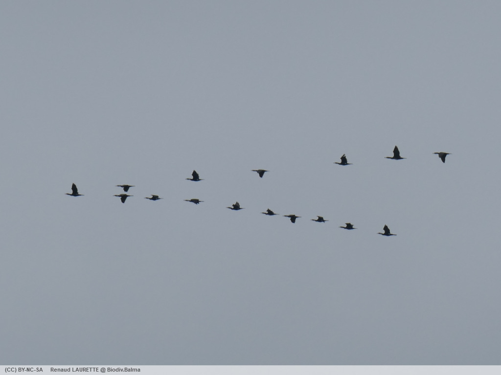 Vol de grands cormorans