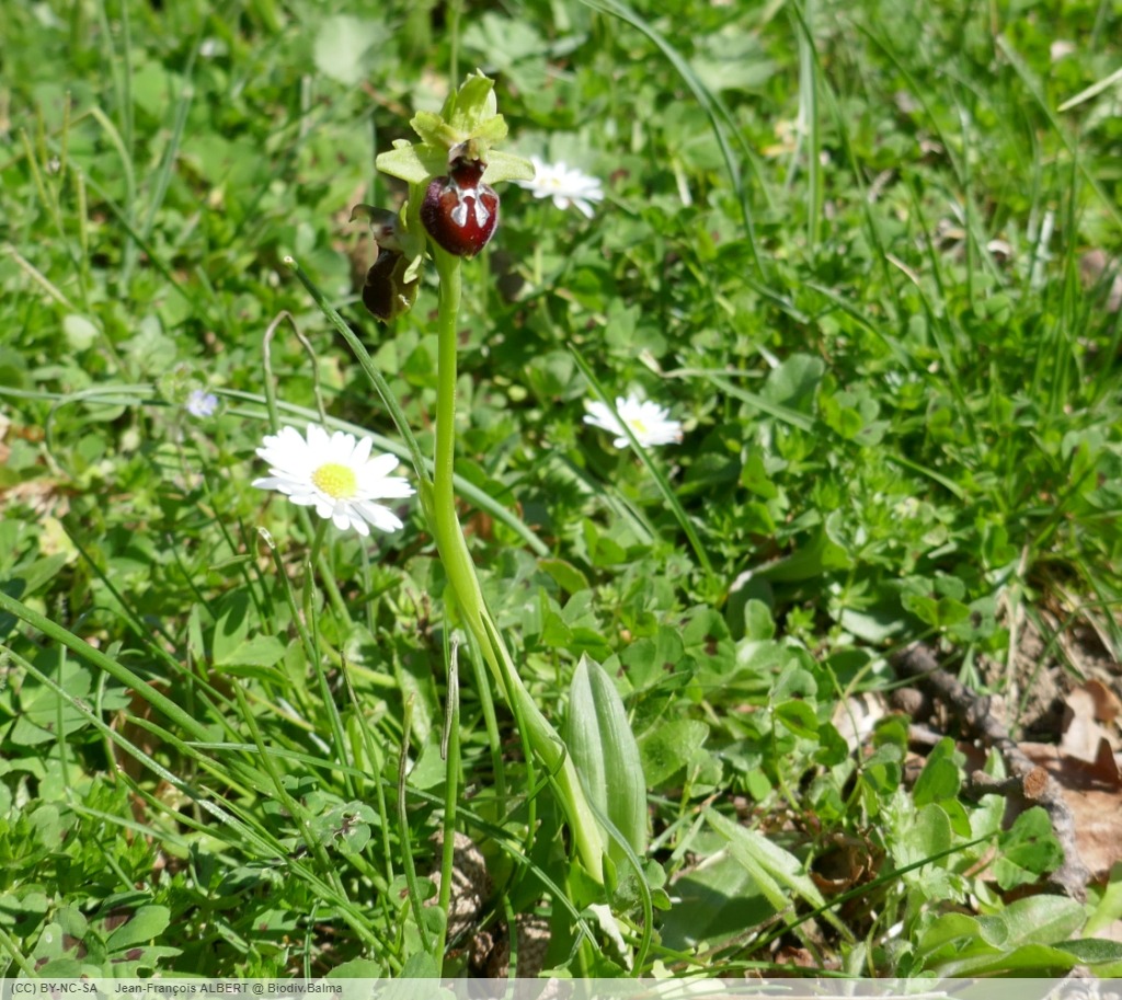 ophrys de mars ?