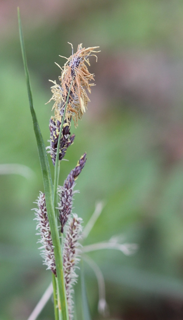 Laîche glauque (Carex glauca)