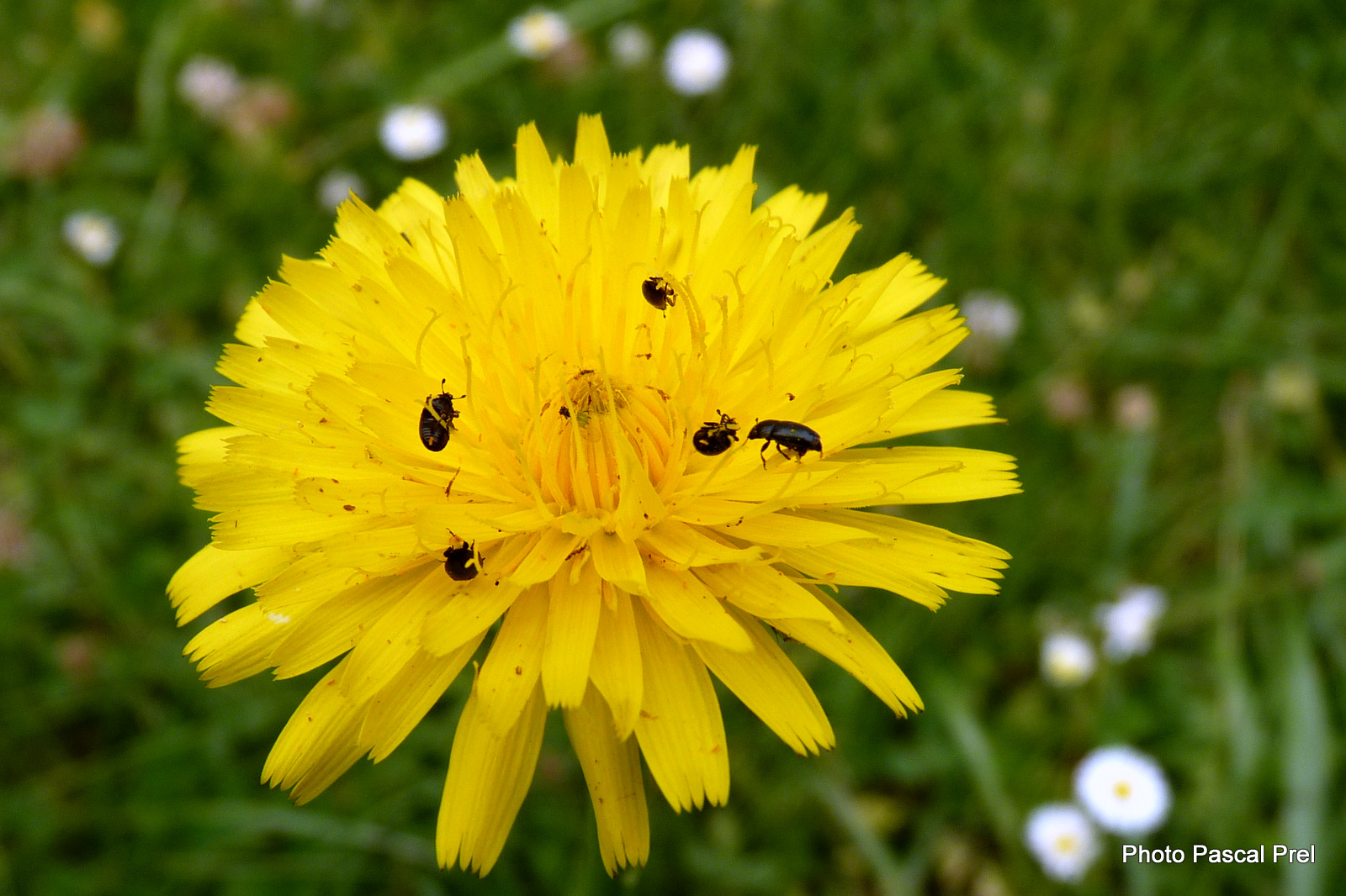 Mini coléoptères (bis)