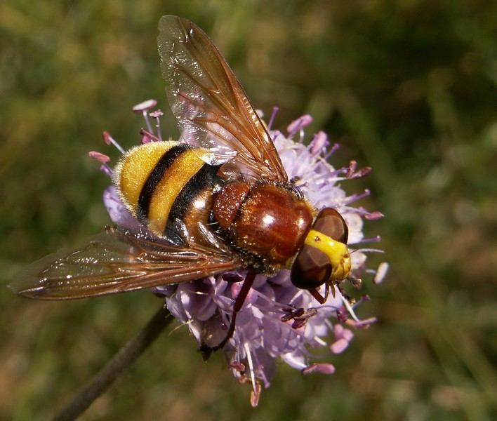 Volucelle zonée (Volucella zonaria) sur une fleur de succise