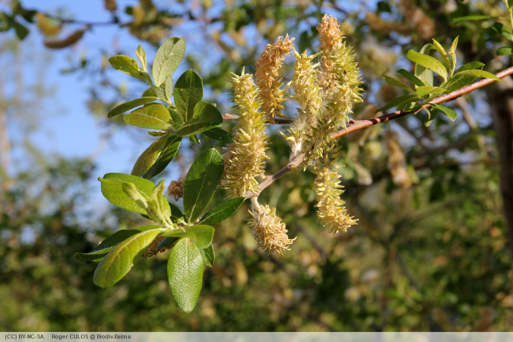 Biodiv.Balma - Fiche: Saule marsault (Salix caprea)