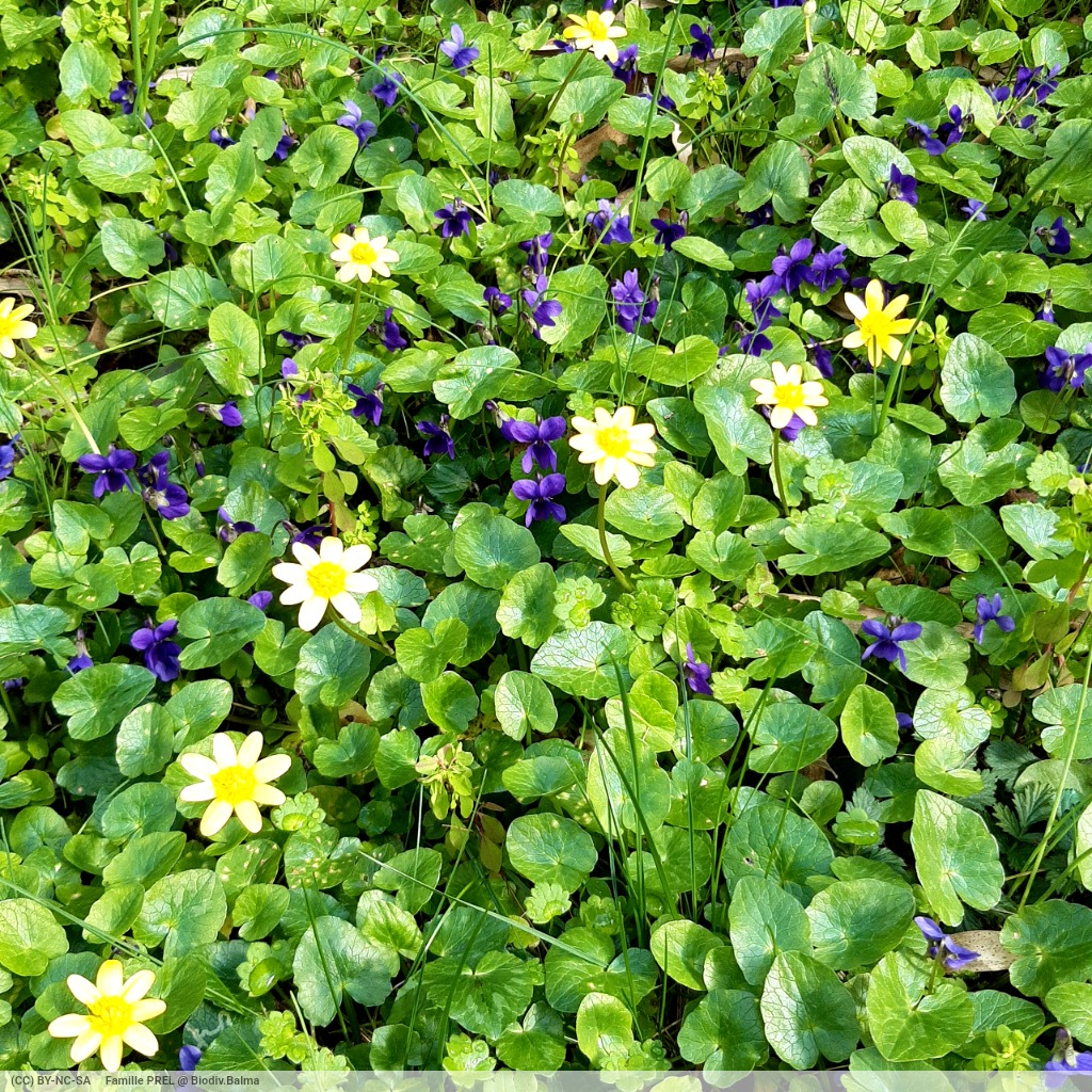 Violettes du jardin