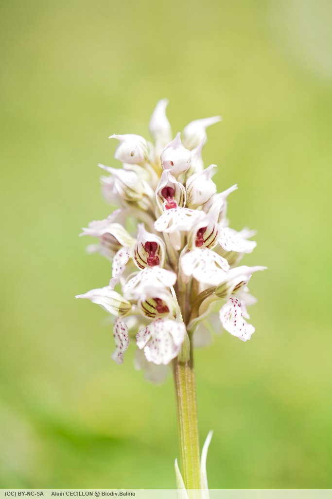 Orchis lacté (Netinea lactea)