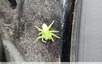 Araignée verte