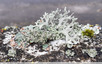 Lichen ramifié