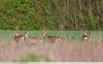 &#129420; Chevreuil
