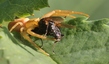 Scène de prédation par une araignée crabe