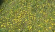 Les talus sont crépis de jaune ....
