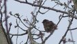 Moineau domestique