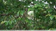 Couleuvre verte et jaune ( hierophis viridiflavus )