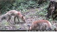 Deux &#129418; En balade le jour et la nuit&#127763; vidéo