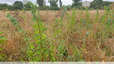 Jeune forêt dans la friche