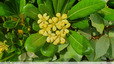 Pittosporum en fleurs