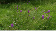 Orchis pyramidal