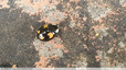 Coccinelle asiatique