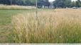Herbes hautes