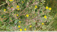 Picride fausse-vipérine