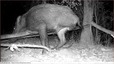 Sanglier sur trois pattes &#128023;&#127810;