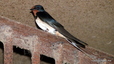 Hirondelle
