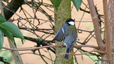 Mésange charbonnière