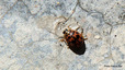 Coccinelle