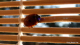 Coccinelle