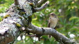 Pinson des arbres