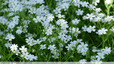 Un tapis de fleurs blanches