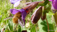 Grands bombyles en pleine action