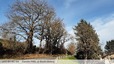 Chênes de clôture