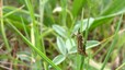 Ecaille striée (Coscinia striata)