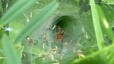 Agelena - femelle (Agelena labyrinthica)