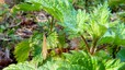 Tipule