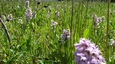 orchidée