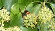 Frelon asiatique (Vespa velutina)
