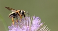 Une abeille solitaire sur une fleur de Cardère.