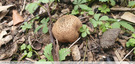 Des boules dans le potager