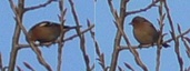 Pinson des arbres