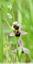 Ophrys abeille ( Ophrys opifera )