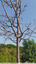 Arbres en souffrance