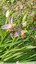 Ophrys abeille
