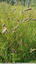 Parmi les herbes hautes