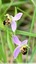 Ophrys abeille ( Ophrys opifera )