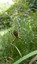 Epeire fasciée ou araignée frelon (Argiope bruennichi)
