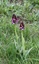 Orchis pourpre
