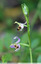 Ophrys abeille