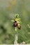 Ophrys à La Mane