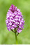 Orchis pyramidal