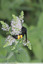 Butineur sur menthe